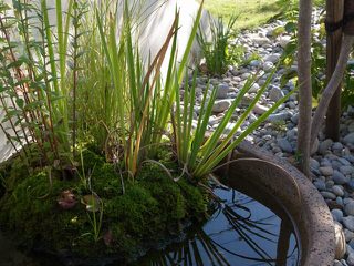 水鉢の坪庭