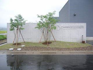 新潟県五泉市のお庭　芝とアオダモが美しい植栽